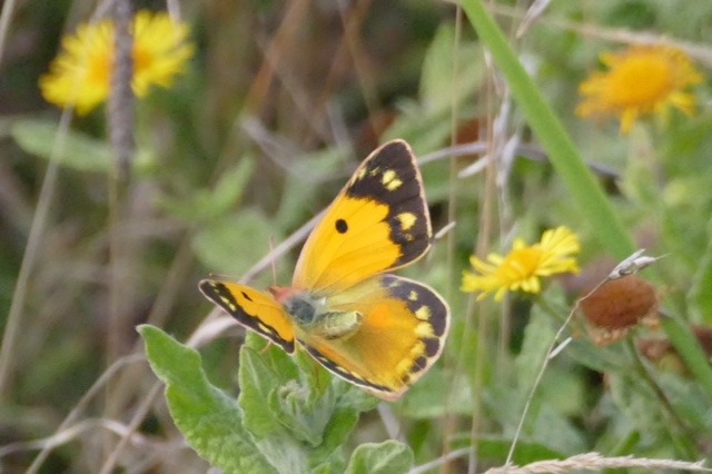 Clouded Yellow 2